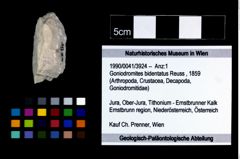 Foto (Objekt + Etikett) von Goniodromites bidentatus (Reuss, 1859)  (NHMW-GEO-1990-0041-3924)
